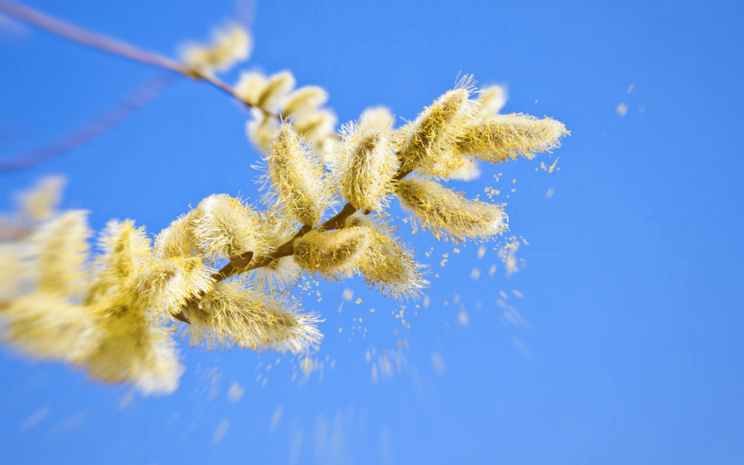 Frühlings-Allergien: Natürliche Heilmittel wie Quercetin, Butterbur und Nasenspülung zur Linderung